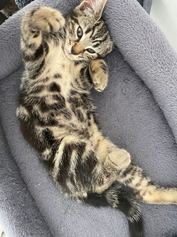 Marble Bengal kitten, male