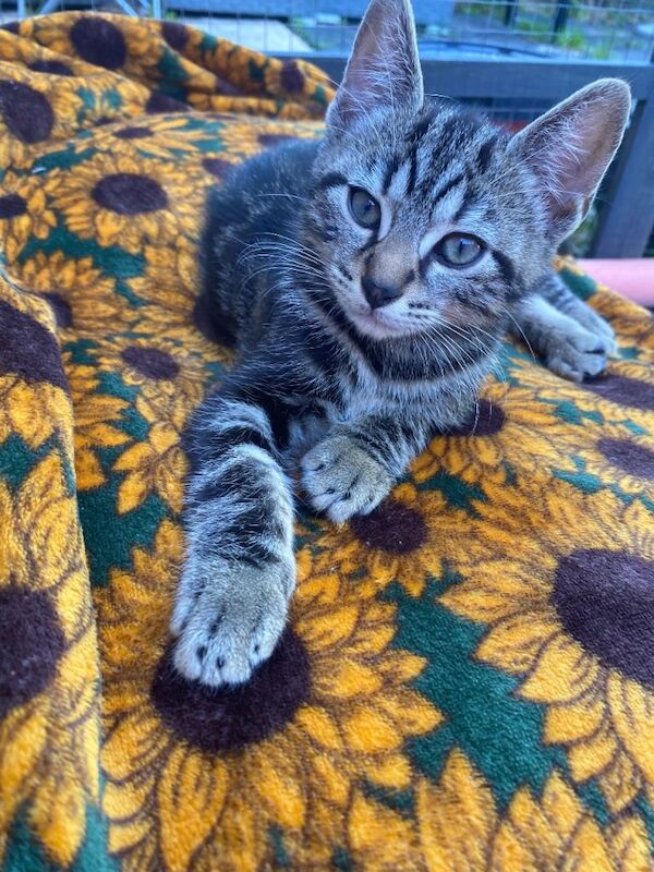 Marble Bengal kitten, male - Image 2 of 2