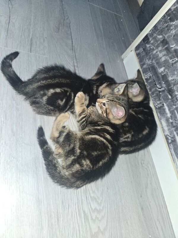 Marble bengal kittens
