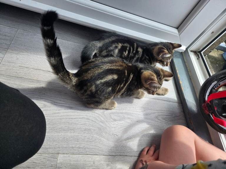 Bengal Kittens For Sale