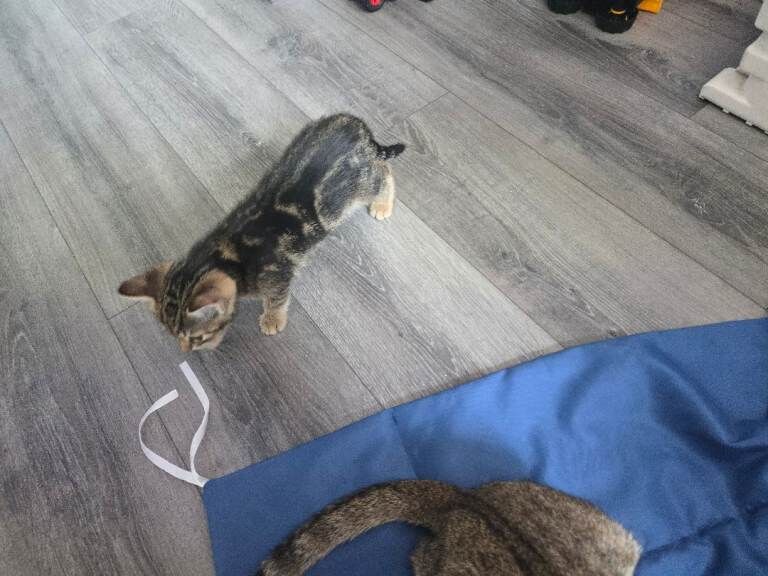 Marble bengal kittens ready to leave