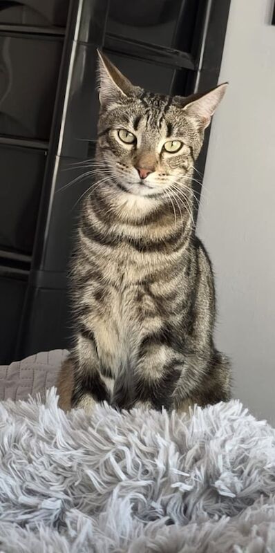 Bengal kittens for sale in Brixham, Devon – 2 years old