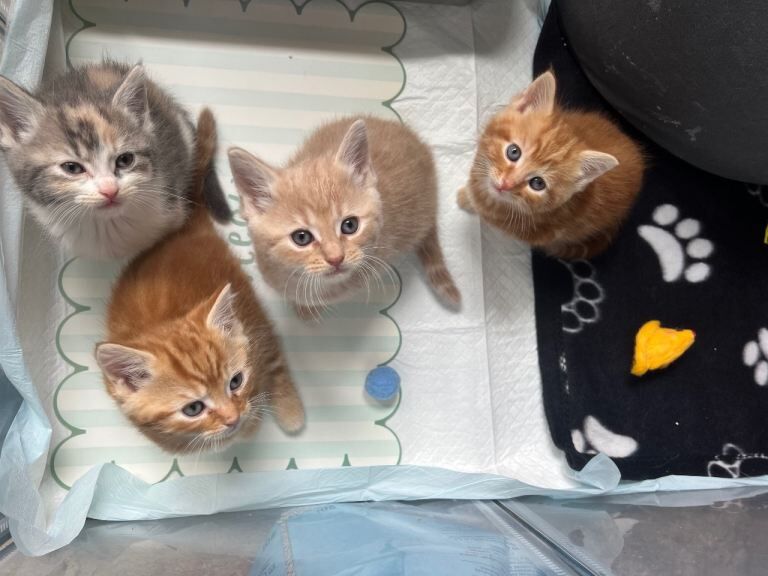 Bengal Kittens For Sale