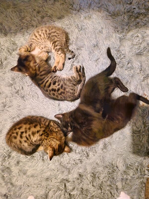 Bengal kittens for sale in Padgate, Cheshire – 8 weeks old