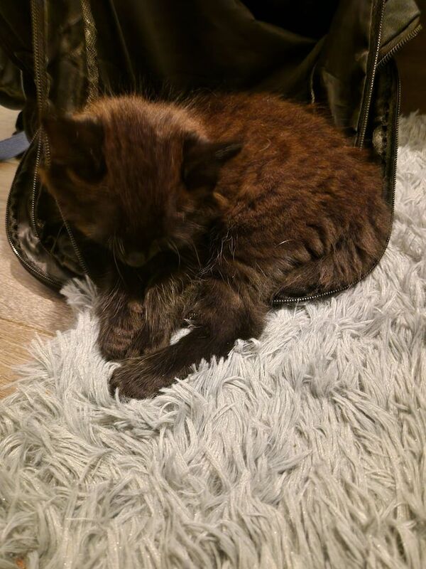 Bengal kittens for sale in Padgate, Cheshire – 8 weeks old - Image 2 of 3