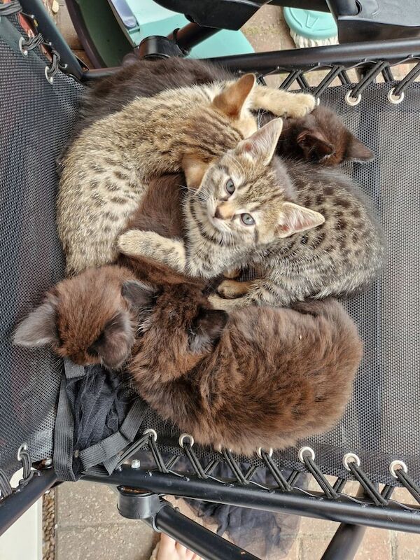 Bengal kittens for sale in Padgate, Cheshire – 8 weeks old - Image 3 of 3