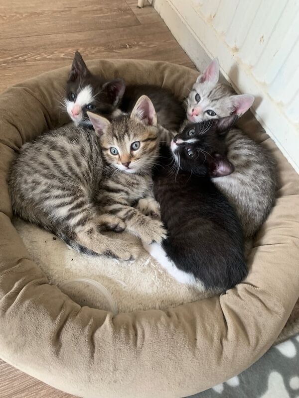 Bengal kittens for sale in Burnley, Lancashire – 8 weeks old