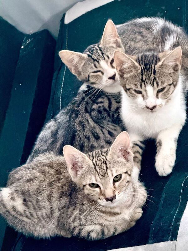Mixed Bengal Breed