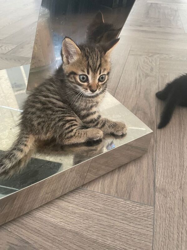 Mixed bengal kitten