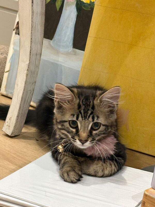 Mixed bengal kitten for sale