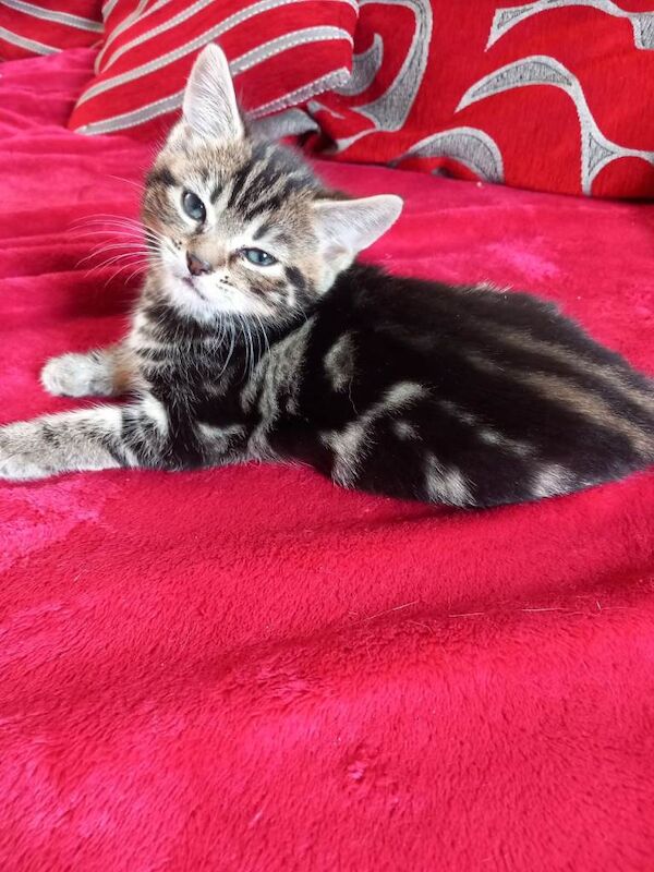 Mixed bengal kittens