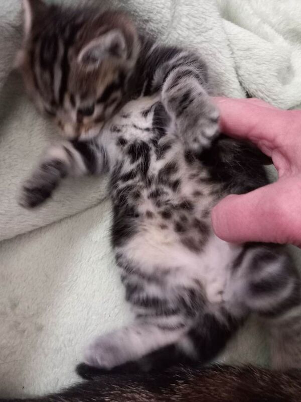 Mixed bengal kittens - Image 2 of 3