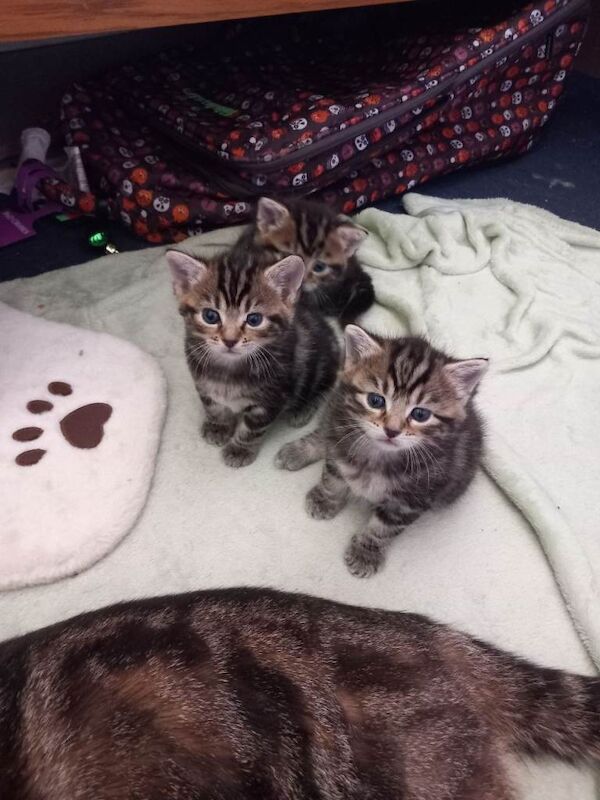 Mixed bengal kittens - Image 3 of 3