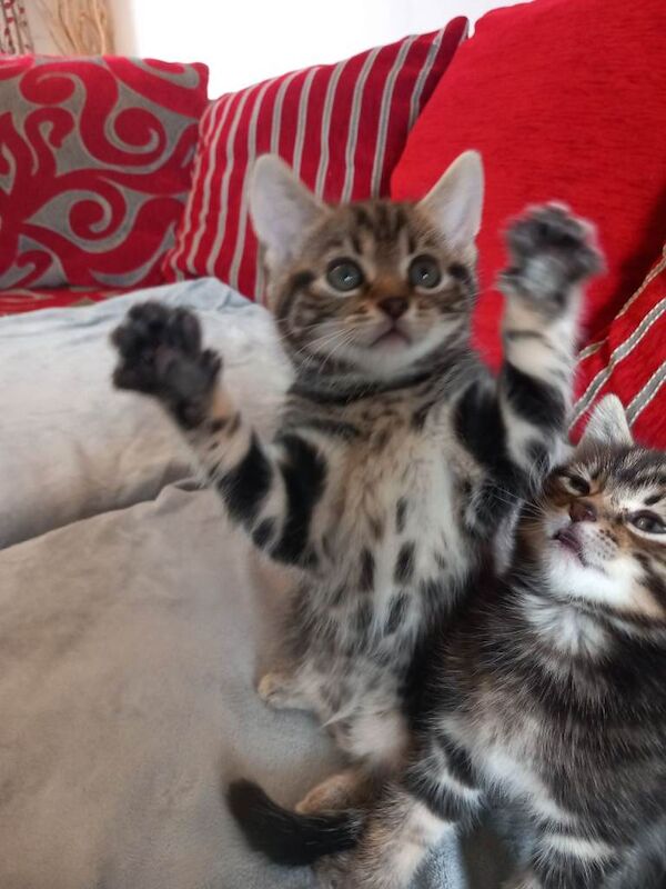 Mixed bengal kittens