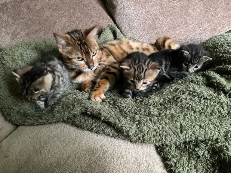 Mixed Bengal kittens