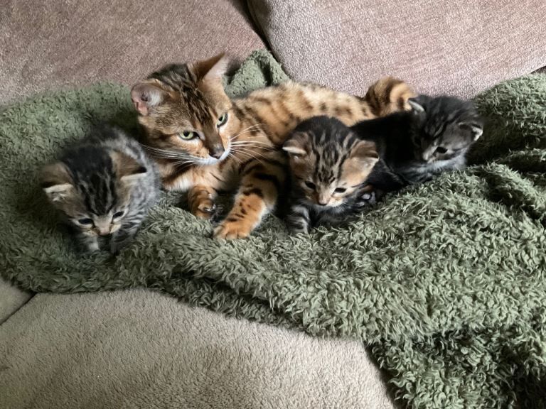 Mixed Bengal kittens - Image 2 of 5