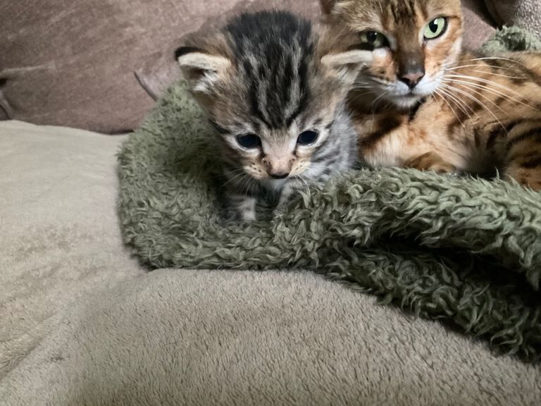Mixed Bengal kittens - Image 3 of 5