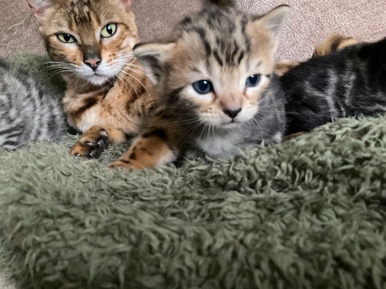 Mixed Bengal kittens - Image 4 of 5