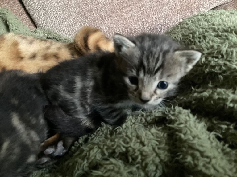 Mixed Bengal kittens - Image 5 of 5