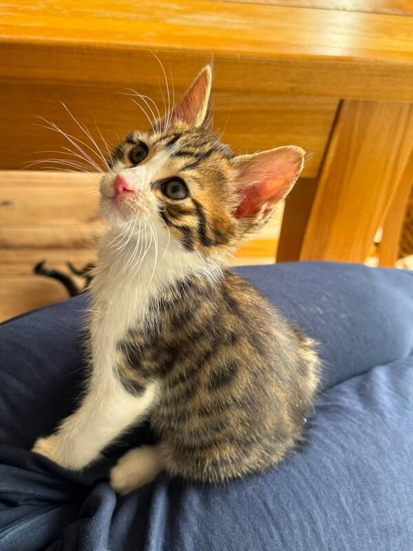 Bengal Kittens For Sale Under £300