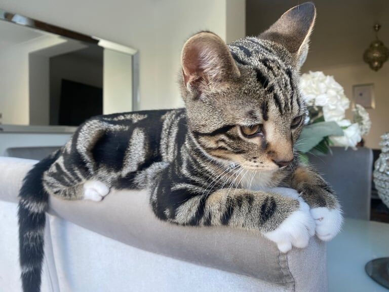 Mixed Bengal Male Kitten for sale in Hove, East Sussex