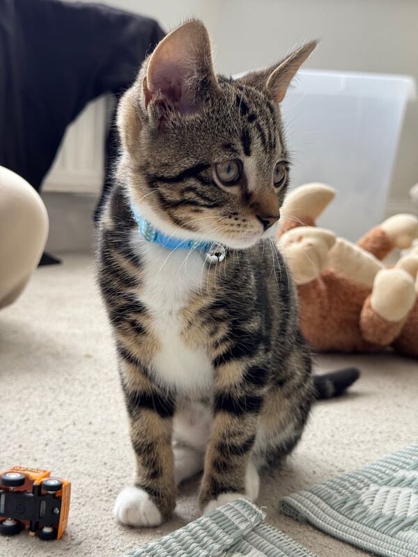 Mixed Bengal Male Kitten for sale in Hove, East Sussex | Image 2