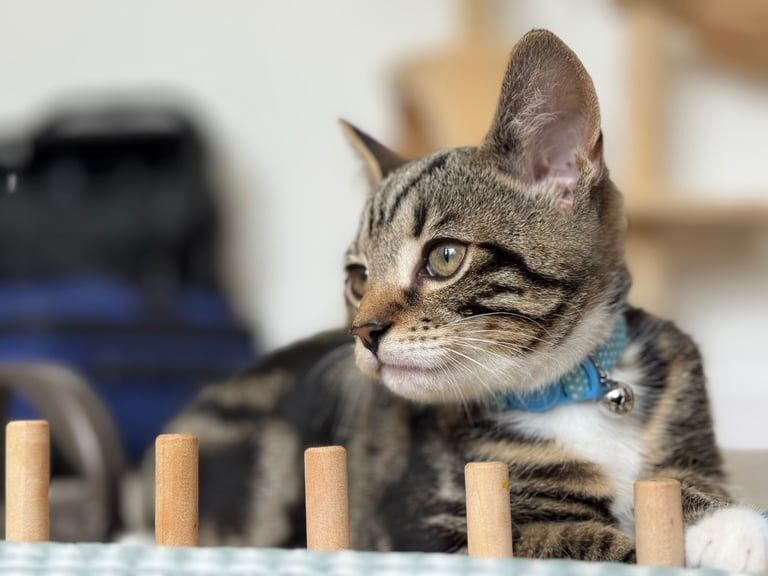 Mixed Bengal Male Kitten for sale in Hove, East Sussex | Image 3