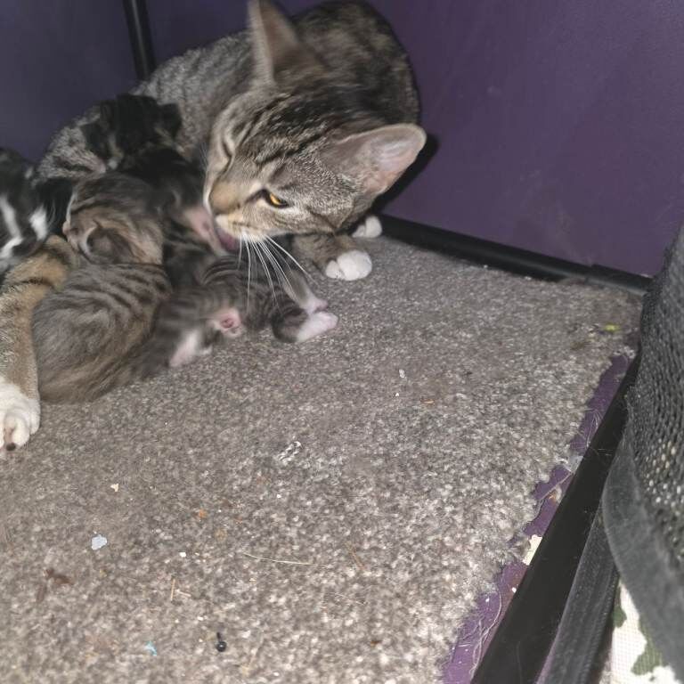 Mixed bengal x maincoon kittens