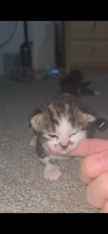 Mixed bengal x maincoon kittens - Image 2 of 5