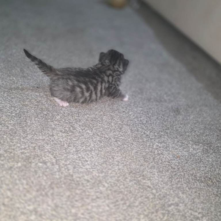 Mixed bengal x maincoon kittens - Image 3 of 5