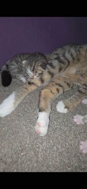 Mixed bengal x maincoon kittens - Image 5 of 5
