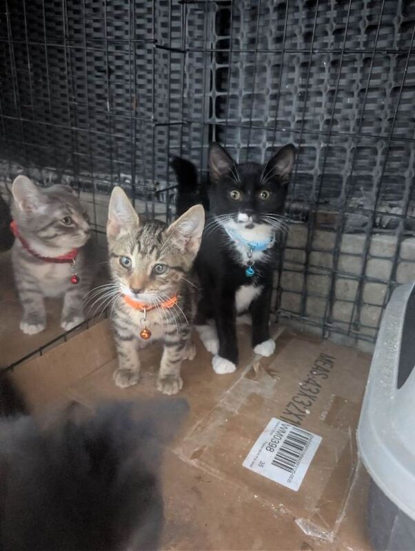 Bengal Kittens For Sale Under £300