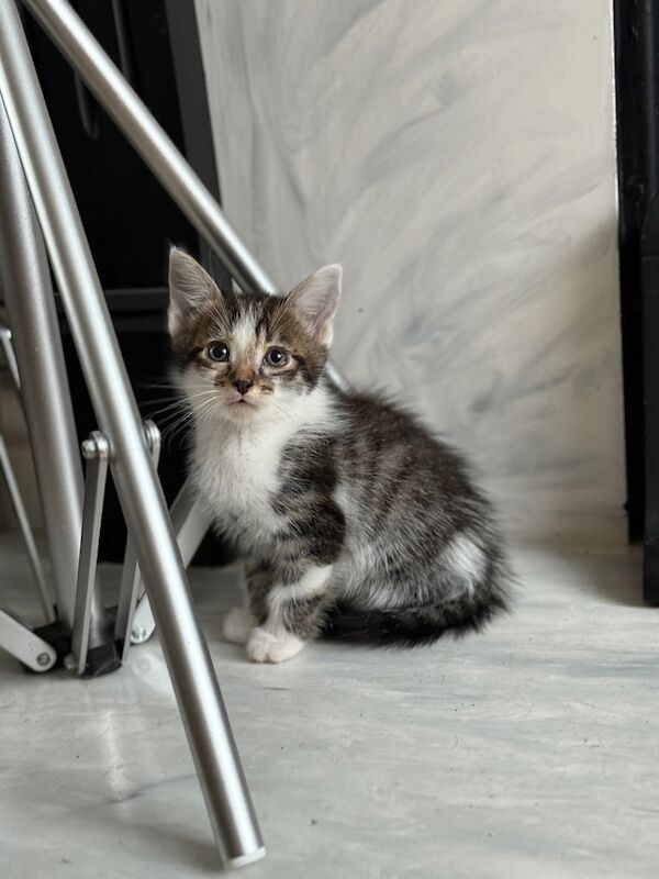 Bengal kittens for sale in Coventry, West Midlands – 7 weeks old