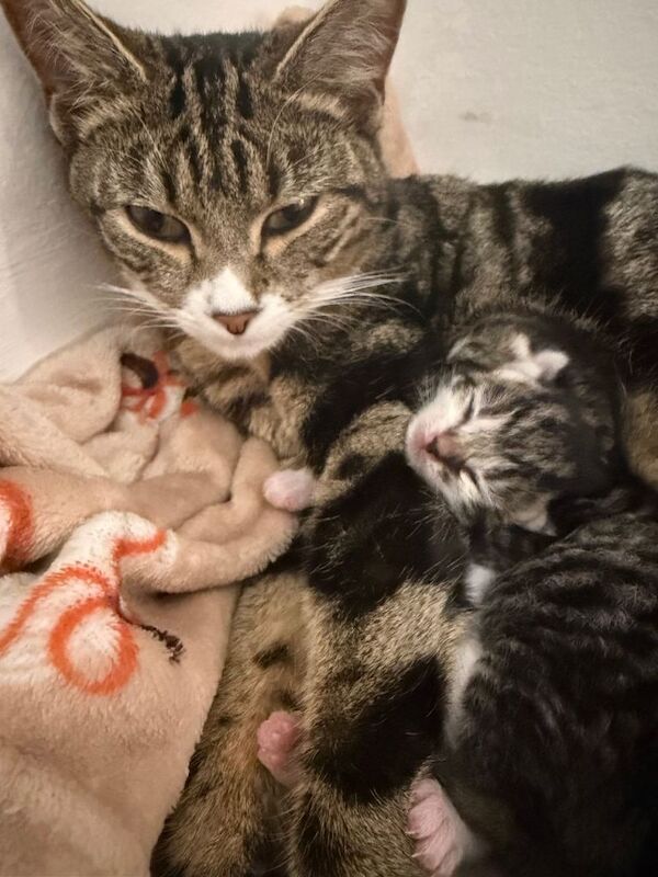 Bengal Kittens For Sale Under £300