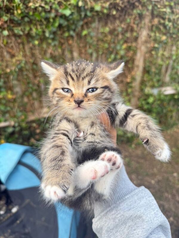 One baby kitten 7 weeks old