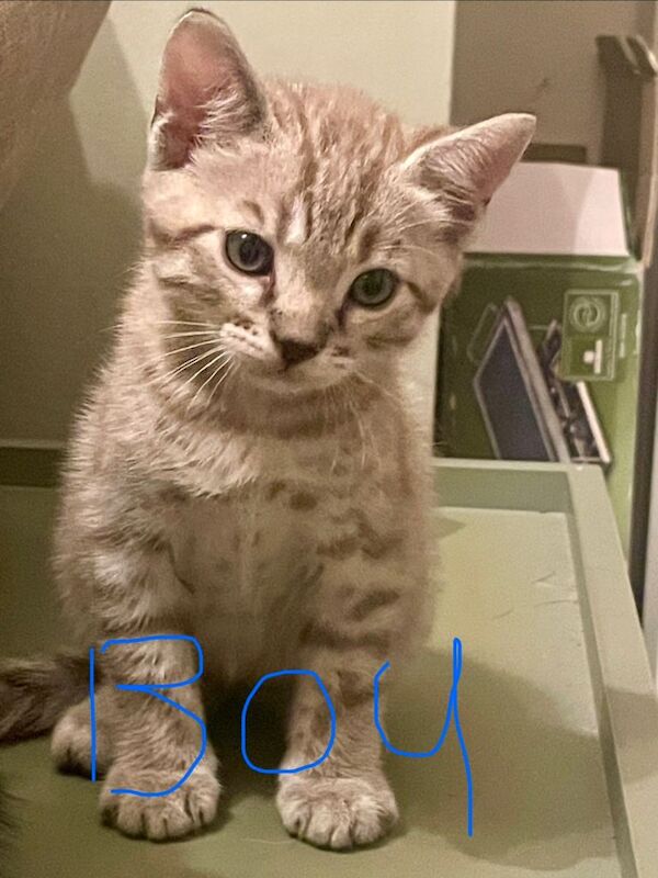 One boy left! Bengal X kittens