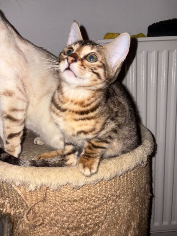 Bengal kittens for sale in Didsbury, Manchester – 11 weeks old