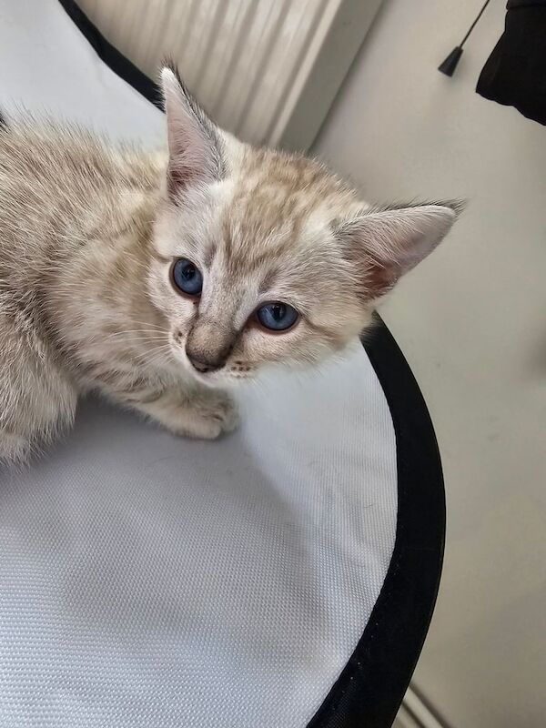 Bengal kittens for sale in Buckingham, Buckinghamshire – 7 weeks old