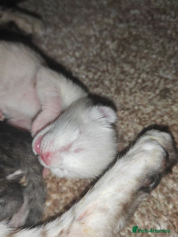 Bengal kittens for sale in Buckingham, Buckinghamshire – 7 weeks old - Image 3 of 3