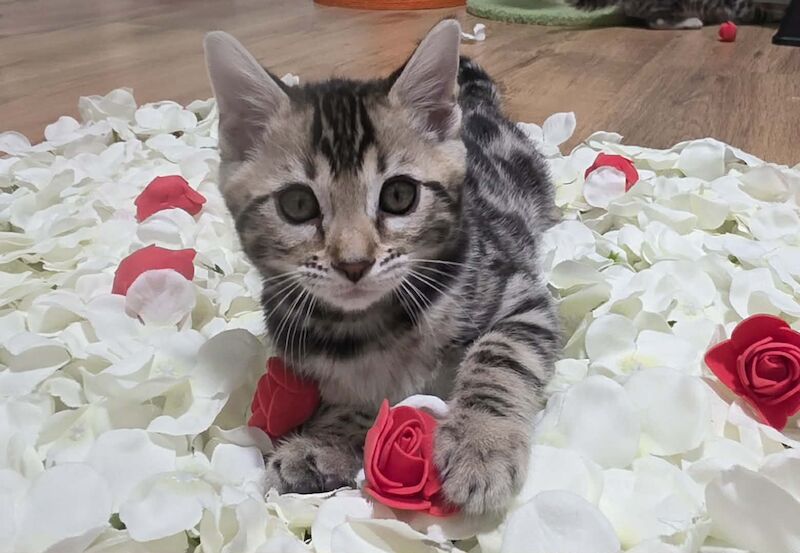 TICA Registered Bengal Kittens For Sale