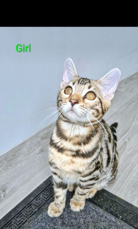 TICA Registered Bengal Kittens For Sale
