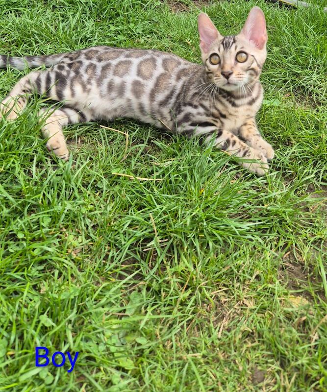 2 Gorgeous Bengal Kittens TICA registered