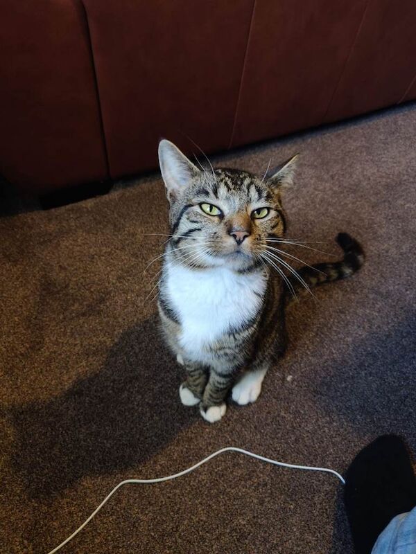 Bengal kittens for sale in High Wycombe, Buckinghamshire – 7 years old