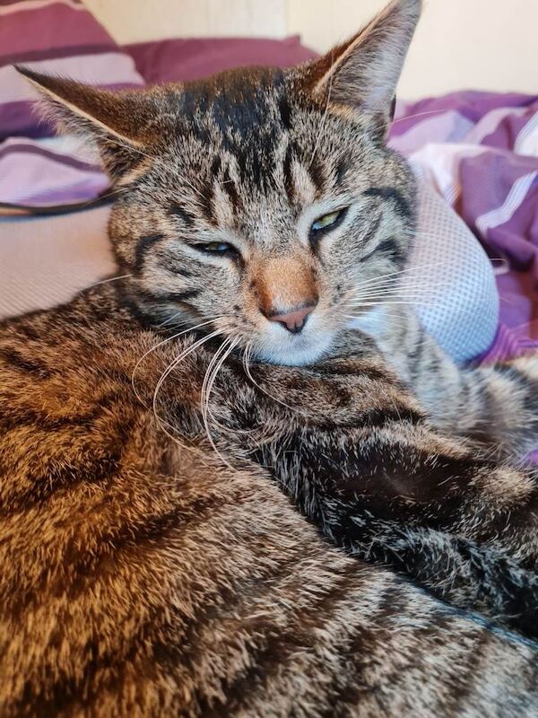 Outdoor tabby cat looking for a loving new owner - Image 2 of 5