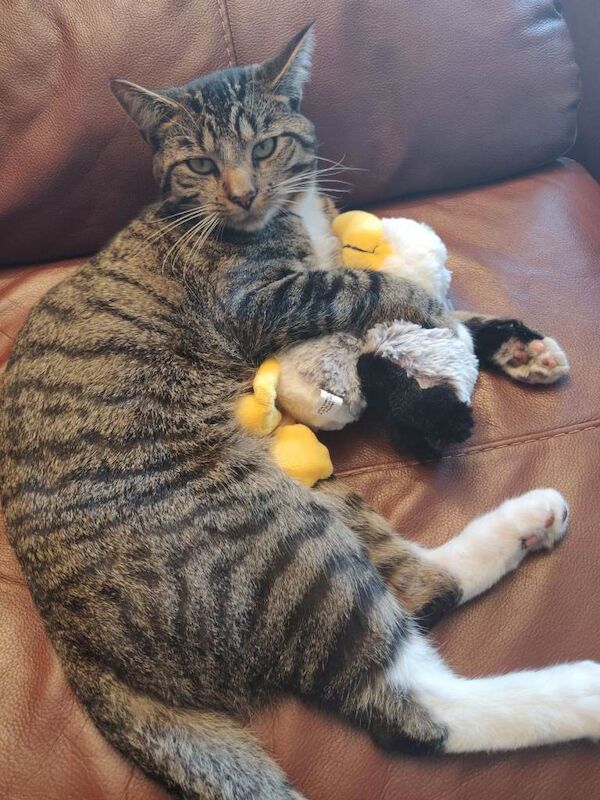 Outdoor tabby cat looking for a loving new owner - Image 3 of 5