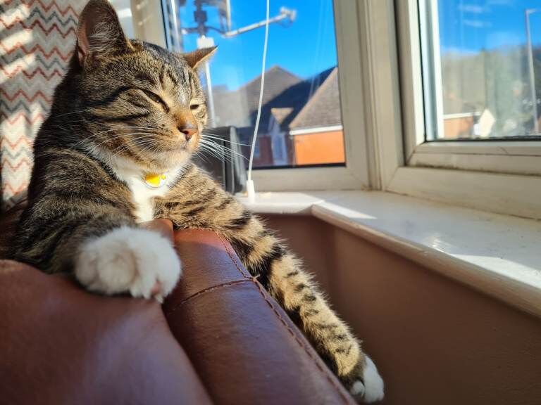 Outdoor tabby cat looking for a loving new owner - Image 4 of 5