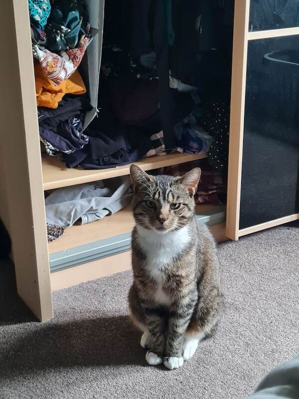 Outdoor tabby cat looking for a loving new owner - Image 5 of 5