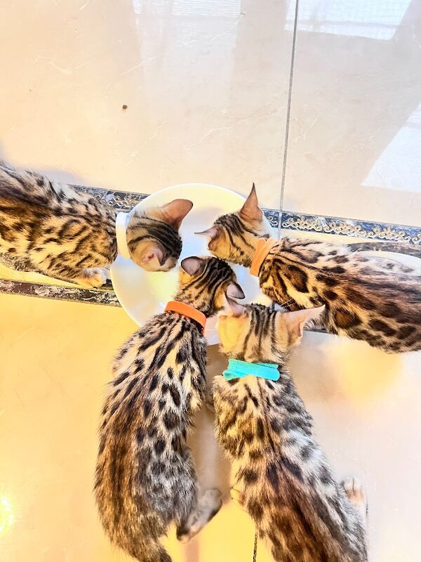 Bengal kittens for sale in Chigwell, Essex – 8 weeks old