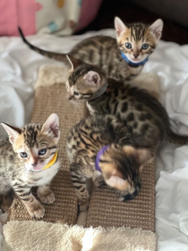 Bengal kittens for sale in Chigwell, Essex – 4 weeks old