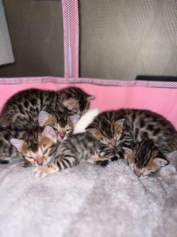 Bengal kittens for sale in Chigwell, Essex – 5 weeks old - Image 3 of 4